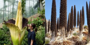 Devasa Boyutlarıyla Görenleri Şaşkına Çeviren Dünyadaki En Büyük Çiçekler