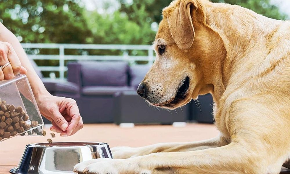 köpeğinizin depresyonda ​​olduğunun işaretleri