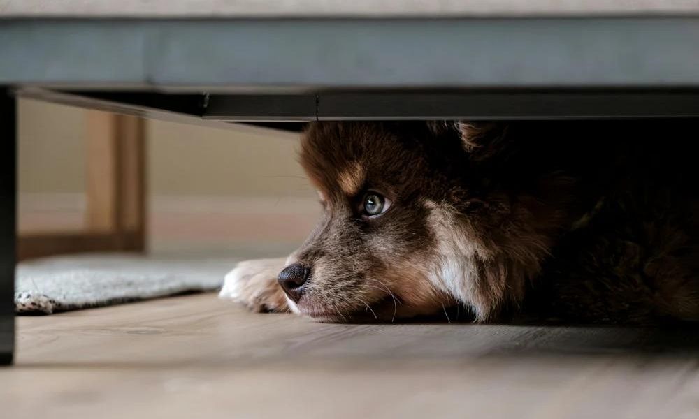 köpeğinizin depresyonda ​​olduğunu gösteren 