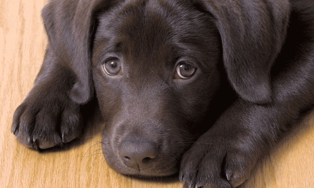 köpeğinizin depresyonda ​​olduğunu gösteren 