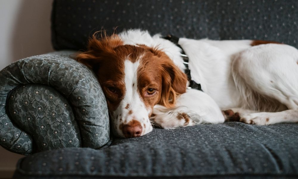 köpeğinizin depresyonda ​​olduğunu gösteren 