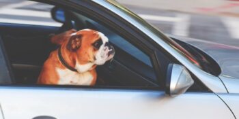 Uzmanlar Açıklıyor! Köpeğinizin Depresyonda ​​Olduğunu Gösteren 6 Önemli İşaret