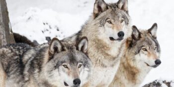 Doğanın Güçlü Yırtıcıları: Kurtlar Hakkında Bilmeniz Gereken 30 İlginç Gerçek