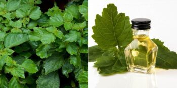 Faydaları Saymakla Bitmeyen Paçuli Yağı Hakkında Bilmeniz Gerekenler