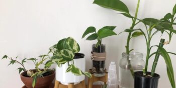 Ev Dekorasyonunda Sıkça Tercih Edilen Salon Sarmaşığının Bakımı Nasıl Yapılır?