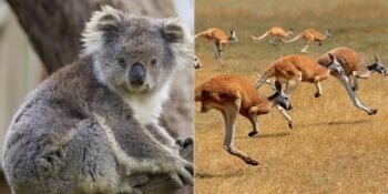 Avustralya’nın Birbirinden İlginç Hayvanları Hakkında Bilmeniz Gereken 20 Gerçek