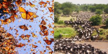 Kelebeklerden Antiloplara: Doğadaki En İlginç Hayvan Göçleri