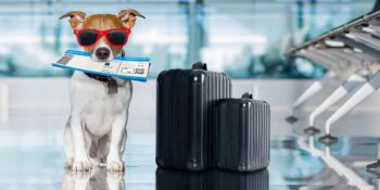 Evcil Hayvanla Seyahat Ederken Çoğu Kişinin Yaptığı 8 Hata