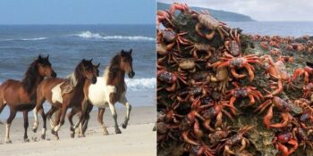 Yengeçlerden Atlara: Farklı Hayvan Türlerinin Hüküm Sürdüğü 11 Yer