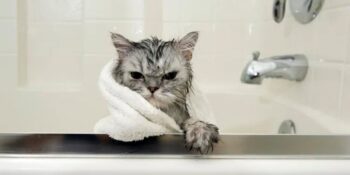 Toplanın Açıklıyoruz! Su Görünce Agresifleşen Kedinize Nasıl Banyo Yaptırırsınız?