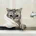 Toplanın Açıklıyoruz! Su Görünce Agresifleşen Kedinize Nasıl Banyo Yaptırırsınız?