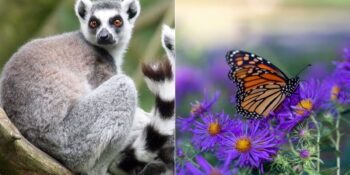 Kendi Hastalığını Tedavi Etmek İçin İlginç Yöntemler Kullanan 5 Akıllı Hayvan