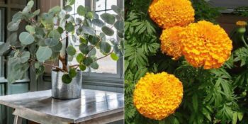 Yaşam Alanlarınızı Güzelleştirirken Sivrisinekleri de Uzak Tutan 6 Harika Ev Bitkisi