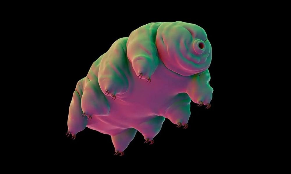 Tardigratlar hakkında