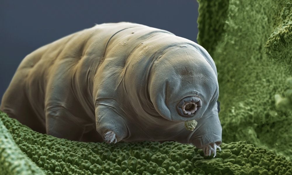 Tardigratlar hakkında