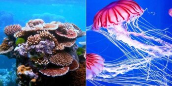 Yassı Solucandan Deniz Yıldızına: Beyni Olmadan Yaşayabilen 7 Hayvan
