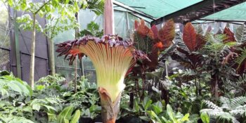 Bilim Açıklıyor! Bazı İnsanlar Neden Kötü Şeyleri Koklamayı Seviyor?