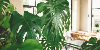 Dekorasyon Aşıkları Buraya! İç Mekanları Olduğundan Daha Ferah Gösterecek Büyük Ev Bitkileri