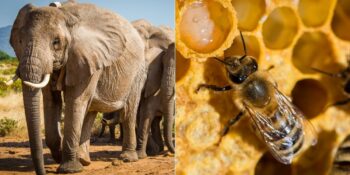 Kaba Kuvvetten Demokrasiye: Hayvanlar Liderlerini Nasıl Seçiyor?