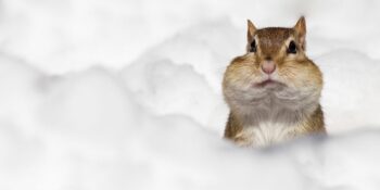 Bazıları Kalp Atışını Yavaşlatıyor! Hayvanların Kış Mevsimini Atlatmak İçin Uyguladığı Stratejiler