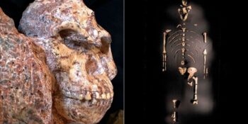 İnsanlığın Kökeni Hakkındaki Düşüncelerimizi Tamamen Değiştiren 10 Ünlü Fosil