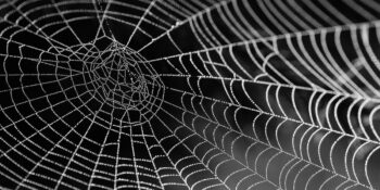 Çelikten Daha Sağlam! Örümcek Ağları Hakkında Duyunca Çok Şaşıracağınız 8 Bilgi