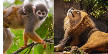 Aslandan Maymuna! Antik Dönemlerde İnsanların Evinde Beslediği 8 İlginç Hayvan