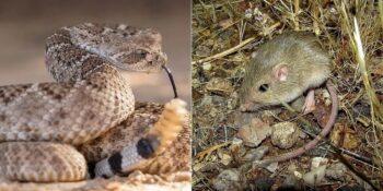 Çölde Yaşayan Hayvanlar: Kavurucu Sıcaklar Altında Hayatta Kalmayı Başaran 10 Hayvan