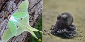 Bazıları 24 Saatten Kısa Yaşıyor! Yaşam Döngülerini Birkaç Gün İçinde Tamamlayan Kısa Ömürlü Hayvanlar