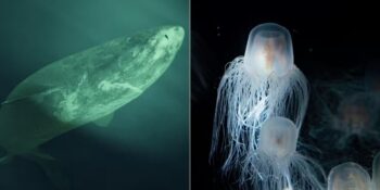 Zamana Meydan Okuyorlar! Uzun Yaşam Süreleriyle Rekor Kıran 10 Hayvan