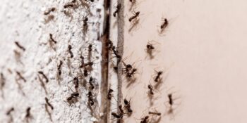 Karıncaları Evinizden Uzaklaştırmak İçin Uygulayabileceğiniz 6 Doğal Yöntem