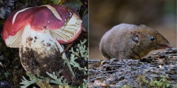 Bilim İnsanlarının 2024 Yılında Keşfettiği En Garip Canlı Türleri