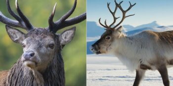Yeni Yılın Sembolü: Ren Geyikleri Hakkında Bilmeniz Gereken 10 İlginç Gerçek
