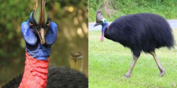 Dinozorların Torunları! Dünyanın En Tehlikeli Kuşu Cassowary Hakkında Bilmeniz Gerekenler
