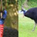Dinozorların Torunları! Dünyanın En Tehlikeli Kuşu Cassowary Hakkında Bilmeniz Gerekenler