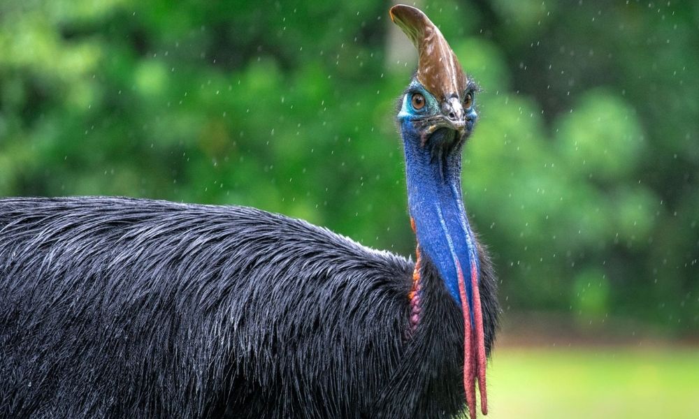 Cassowary