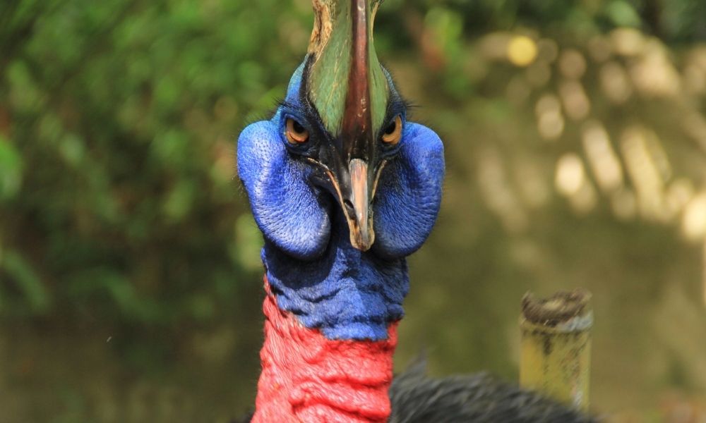 Cassowary