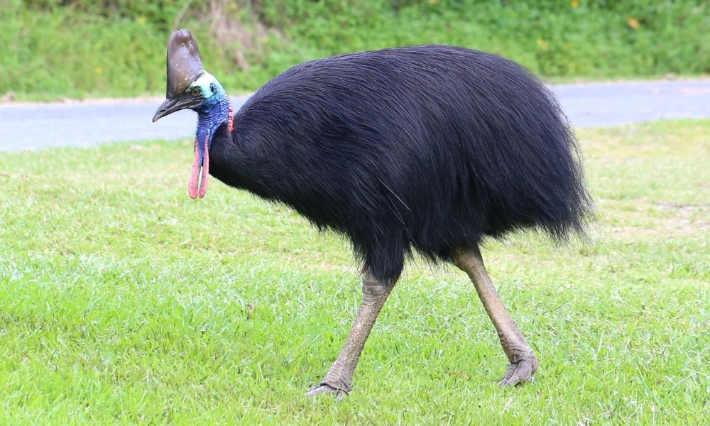 Cassowary