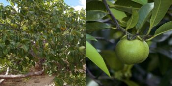 Manşinel Ağacı: Yanına Yaklaşmanın Bile Tehlikeli Olduğu Dünyanın En Zehirli Ağaçlarından Biri