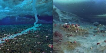 Ölüm Sarkıtı: Antarktika’nın Sularında Değdiği Her Şeyi Donduran Doğa Olayı