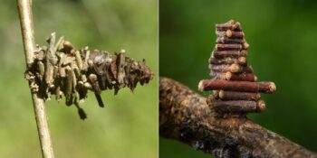 Torbalı Güve: İnşa Ettikleri Evlerini Sırtlarında Taşıyan Doğanın En Küçük Mimarları