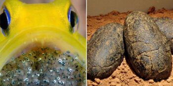 Görünce Çok Şaşıracağınız Birbirinden Garip 10 Hayvan Yumurtası
