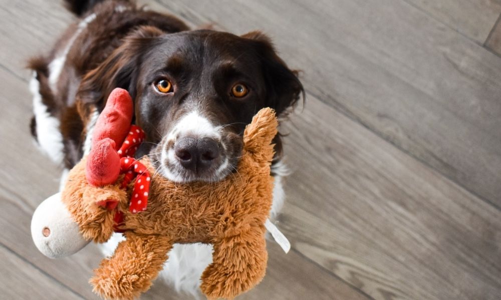 köpek oyuncakları