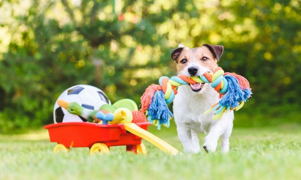 köpek oyuncakları