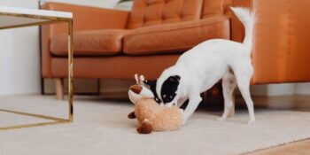 Tehlikeli Köpek Oyuncakları: Tüylü Dostunuza Oyuncak Alırken Dikkat Etmeniz Gereken 9 Şey