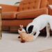 Tehlikeli Köpek Oyuncakları: Tüylü Dostunuza Oyuncak Alırken Dikkat Etmeniz Gereken 9 Şey