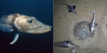 Kanı Kırmızı Değil Şeffaf! Soğuk Sularda Yaşama Adapte Olan Buz Balığı Hakkında Bilmeniz Gerekenler