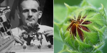 Backster Etkisi: Bitkilerin Algısı, Duyguları ve Hisleri Olabilir mi?