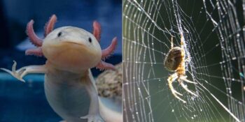 Bilim İnsanlarına İlham Vererek Geleceğin Teknolojilerini Şekillendiren 7 Hayvan