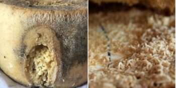 Casu Marzu: Tadına Bakmanın Bile Cesaret İstediği Dünyanın En Tehlikeli Peyniri